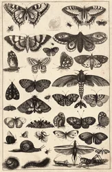 Forty-one insects